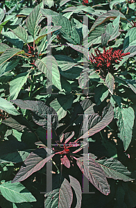Picture of Amaranthus cruentus 