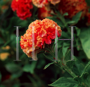 Picture of Celosia argentea (Cristata Group) 'Karume'