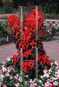 Picture of Amaranthus tricolor var. salicifolius 