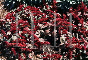 Picture of Amaranthus hypochondriacus 'Pygmy Torch'