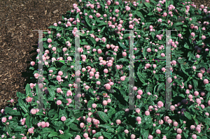 Picture of Gomphrena globosa 'Gnome Pink'