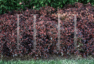 Picture of Alternanthera ficoidea 'Big Red'