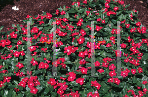 Picture of Catharanthus roseus 'Raspberry Cooler'