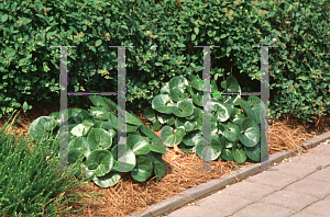 Picture of Asarum europaeum 