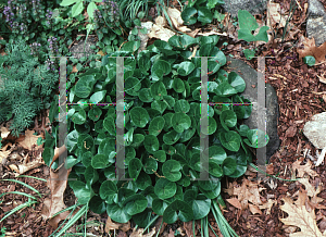 Picture of Asarum europaeum 