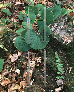 Picture of Asarum canadense 