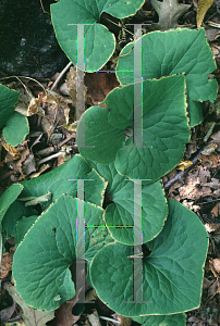 Picture of Asarum canadense 