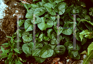 Picture of Asarum caudatum 