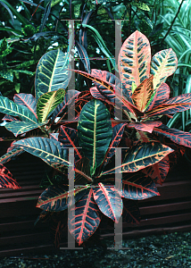 Picture of Codiaeum variegatum 