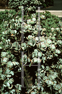 Picture of Crassula ovata 