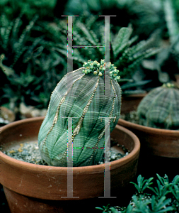 Picture of Euphorbia obesa 