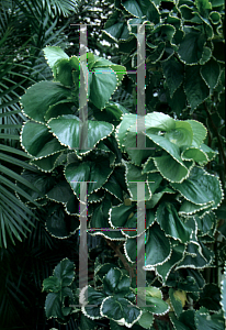 Picture of Acalypha wilkesiana 'Petticoat'