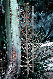 Picture of Kalanchoe delagonensis 