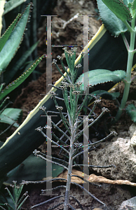 Picture of Kalanchoe delagonensis 