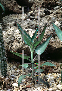 Picture of Kalanchoe daigremontiana 