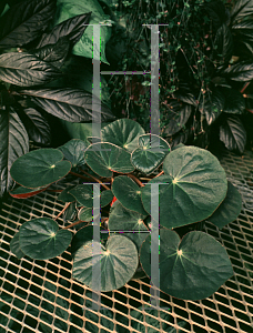 Picture of Begonia x erythrophylla 