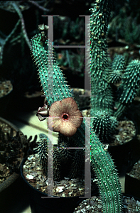 Picture of Hoodia currori 