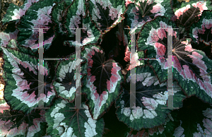 Picture of Begonia rex cultorum hybrids 'Hilo Holiday'