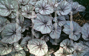 Picture of Begonia rex cultorum hybrids 'Dew Drop'