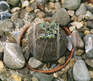 Picture of Euphorbia obesa 