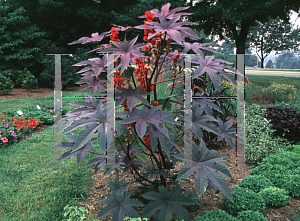 Picture of Ricinus communis 'Carmencita'