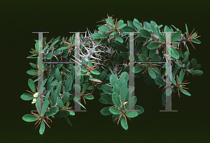 Picture of Euphorbia milii var. lutea 