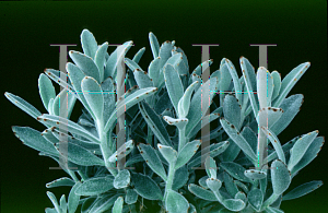 Picture of Kalanchoe tomentosa 