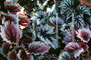 Picture of Begonia rex cultorum hybrids 'Hilo Holiday'