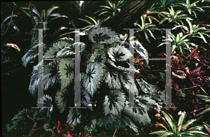 Picture of Begonia rex cultorum hybrids 