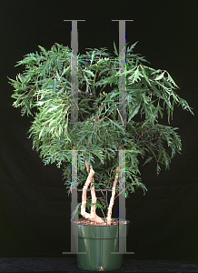 Picture of Polyscias fruticosa 