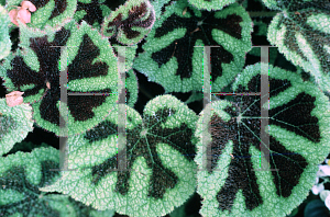 Picture of Begonia masoniana 