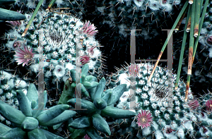 Picture of Mammillaria parkinsonii 