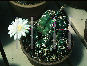 Picture of Mammillaria muehlenpfordtii 
