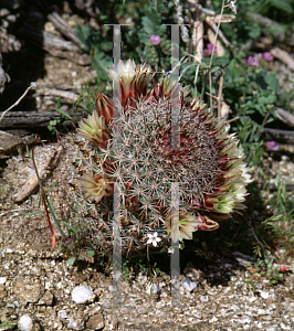 Picture of Mammillaria dioica 