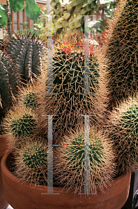 Picture of Mammillaria polythele 