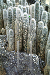 Picture of Cleistocactus strausii 