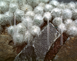 Picture of Cephalocereus senilis 