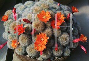 Picture of Rebutia hoffmannii 