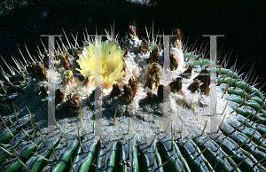 Picture of Echinocactus grusonii 