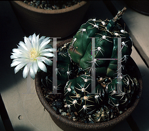 Picture of Gymnocalycium denudatum 