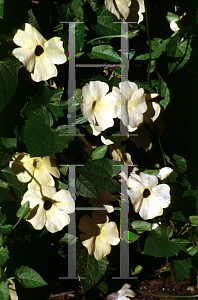 Picture of Thunbergia alata 