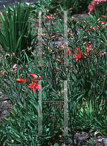 Picture of Alstroemeria haemantha 
