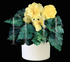 Picture of Begonia tuberhybrida hybrids 'Nonstop Yellow'