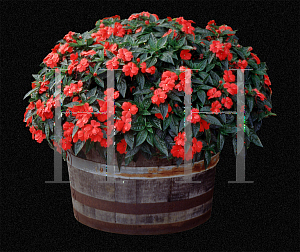 Picture of Impatiens x hawkeri 'New Guinea'