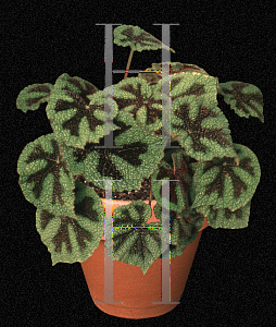 Picture of Begonia masoniana 