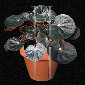 Picture of Begonia x erythrophylla 