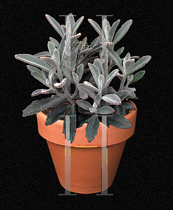 Picture of Kalanchoe tomentosa 
