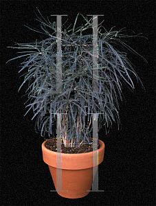 Picture of Schefflera elegantissima 