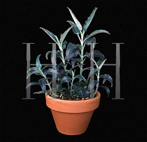 Picture of Kalanchoe daigremontiana 