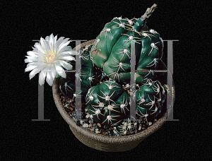 Picture of Gymnocalycium denudatum 